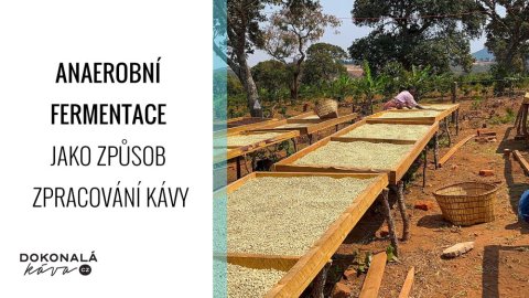 Anaerobní fermentace jako způsob zpracování kávy