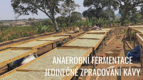 Anaerobní fermentace jako způsob zpracování kávy