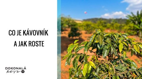 Co je kávovník a jak roste